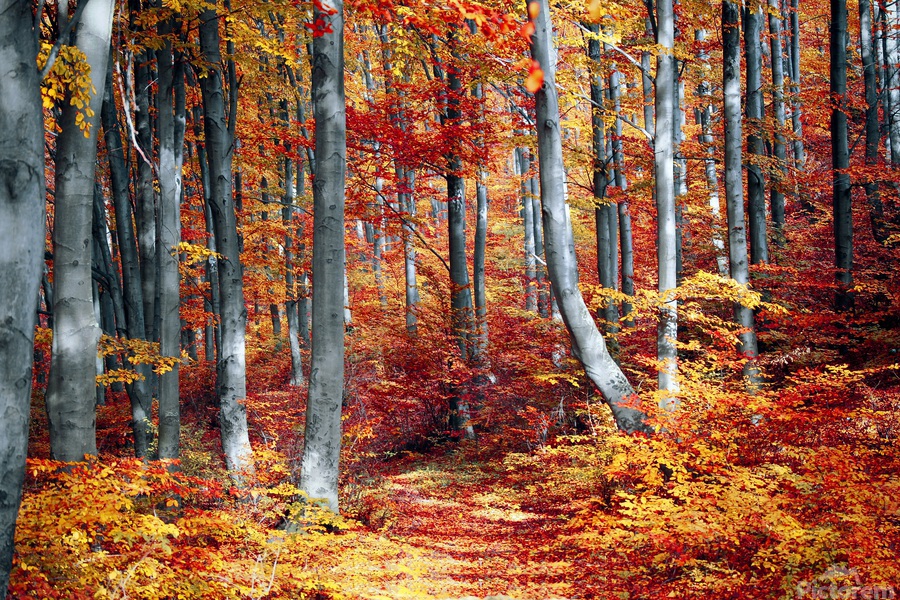 ジェラトーニ　AUTUMN WOODS fall forest colorful season woods trees nature landscape
