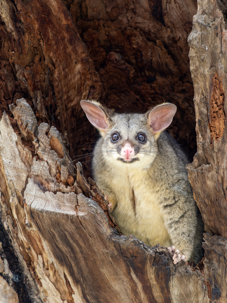 Brush-tailed Possum Print