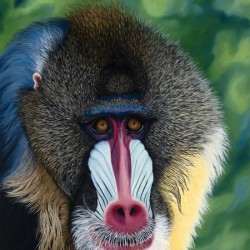 Blue Baboon