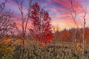 Autumn Tree Finger Lakes NY