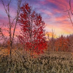Autumn Tree Finger Lakes NY