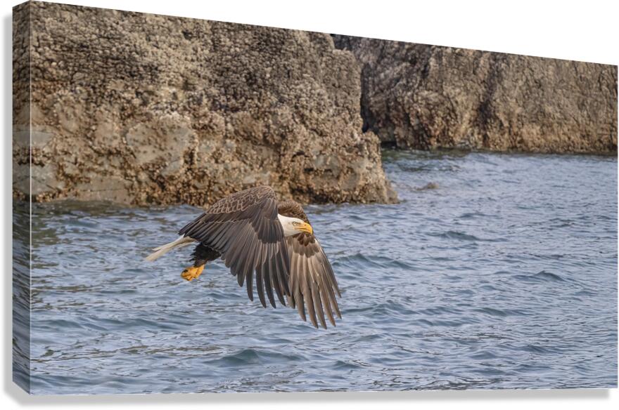 Flying Low Canvas Print