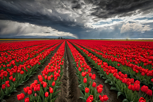 Clous-UP Beautiful Red Tulips With Big Storm