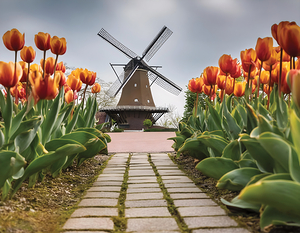Beautiful Red and Yellow Tulips with sunrise with Windmill  