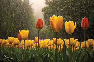 Clous-UP Beautiful Red and Yellow Tulips with RainDrops