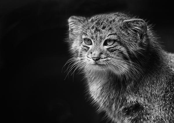 A Symphony of Grace and Charm Print