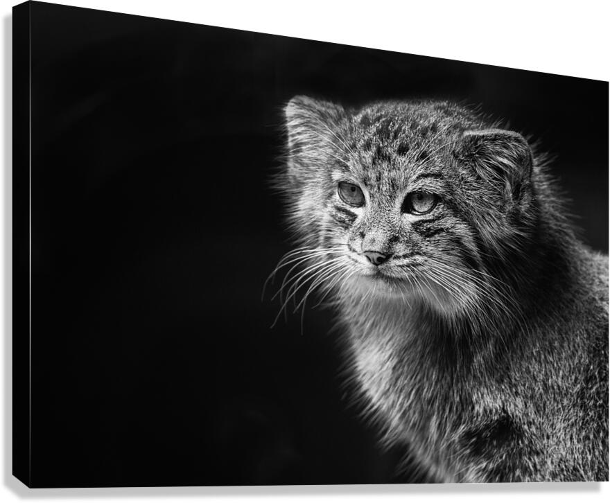 A Symphony of Grace and Charm Canvas Print