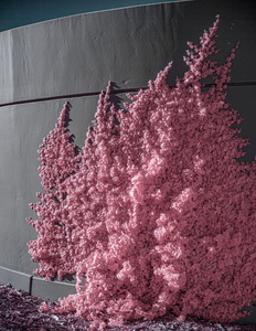 Pink Vines Climbing a Wall