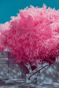Pink Tree by Staircase