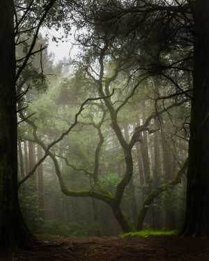 Clearing in the Woods