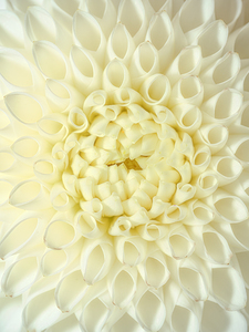 Flower Macro