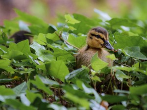 Duck In Plants