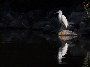 Egret Sitting by Water
