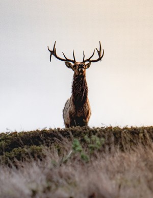 Tule Elk On Top Of A Hill