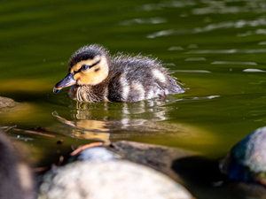 Duckling Floating on Water