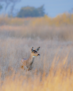 Deer in the Grass