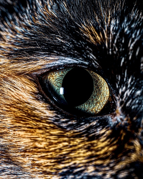 Eye of the Cat Close Up by David Yoon