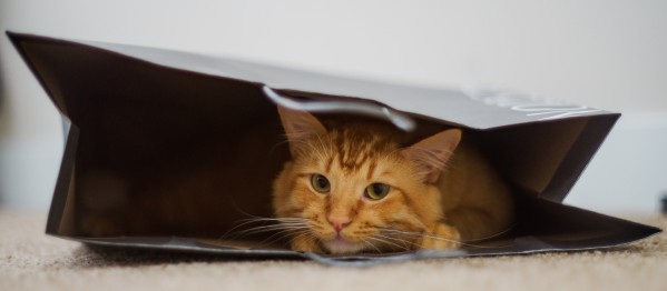 Cat In The Bag by David Yoon