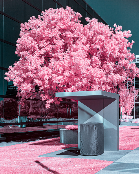 Pink Tree by Structure by David Yoon
