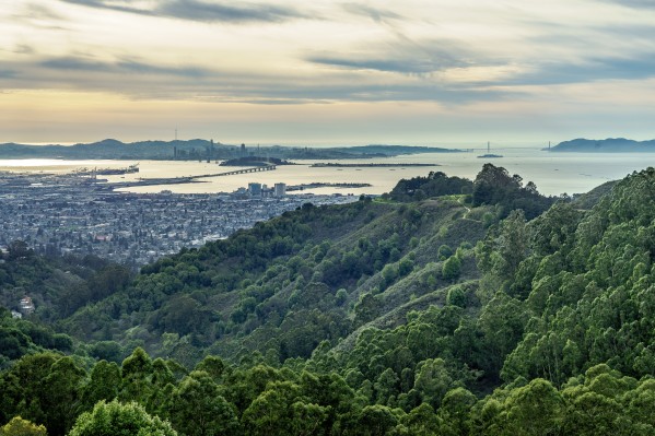 San Francisco Skyline From Berkeley  by David Yoon