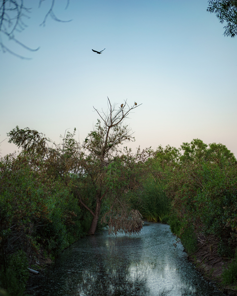 Pond in the Wilderness by David Yoon