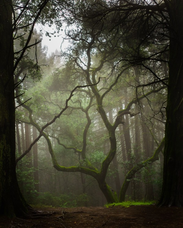 Clearing in the Woods by David Yoon