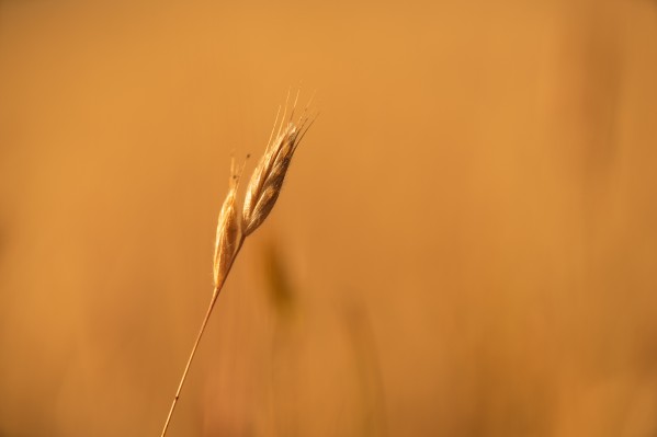 Golden Hour Grass by David Yoon