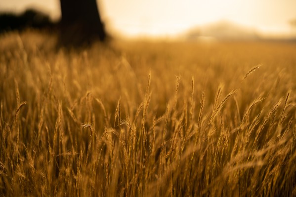 Golden Hour Field by David Yoon