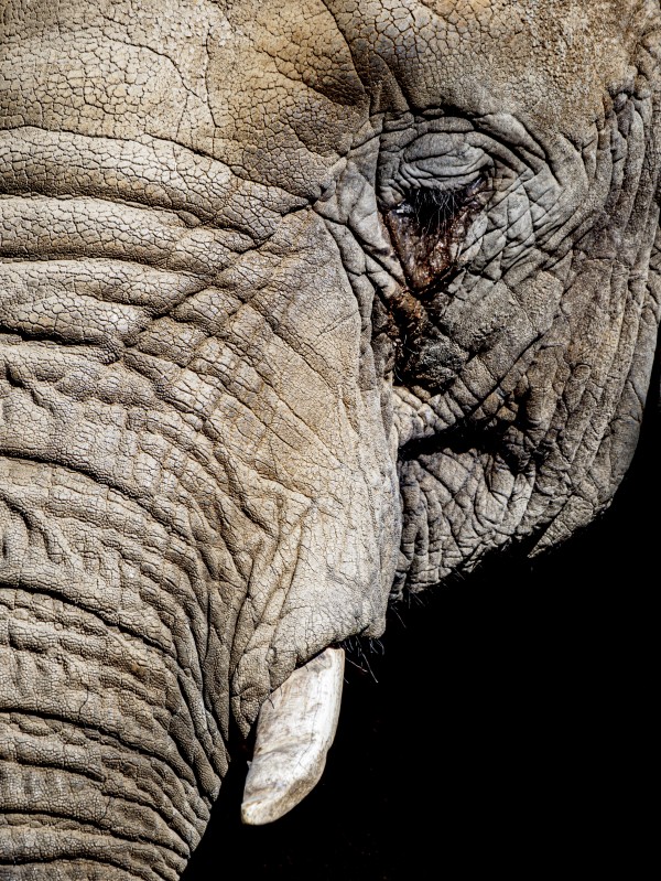 Elephant Close Up by David Yoon