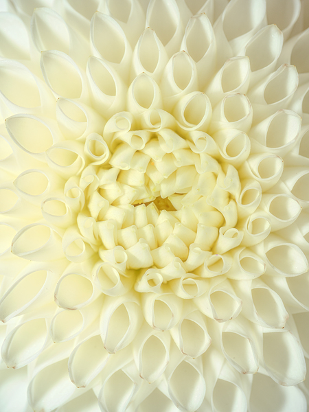 Flower Macro by David Yoon