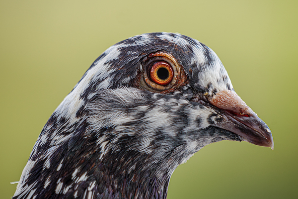 Pigeon Up Close and Personal by David Yoon