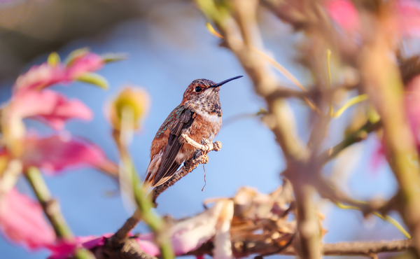 Hummingbird Among Blossoms by David Yoon