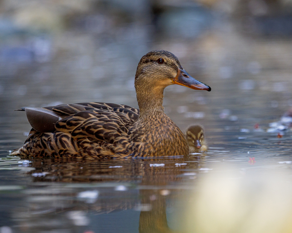 Mother Duck with a Duckling  by David Yoon