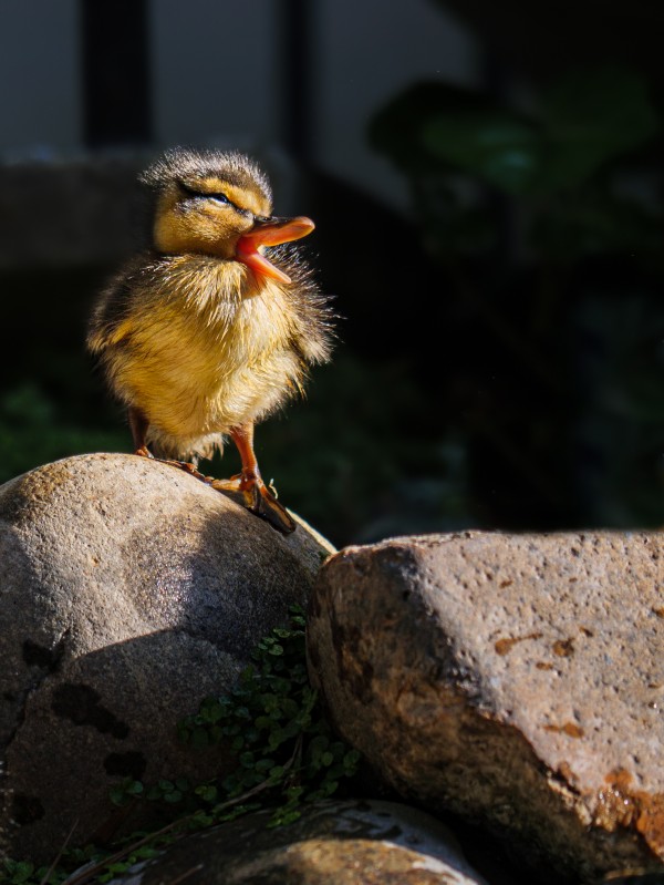 Quacking Duckling by David Yoon