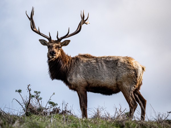 Tule Elk by David Yoon