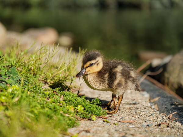 Duckling  by David Yoon