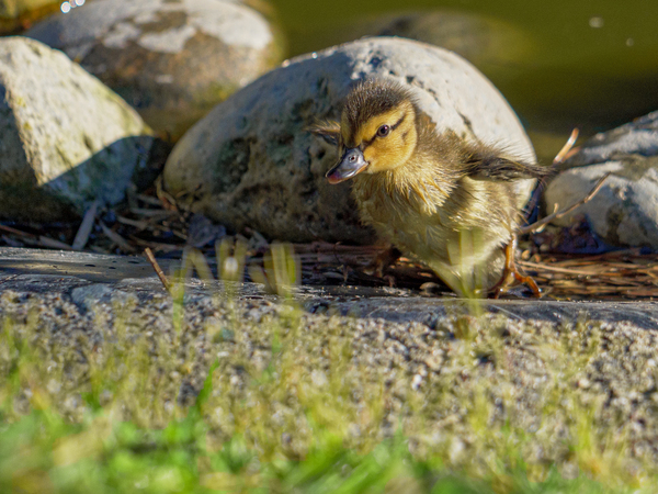 Duckling Running out of Water Print