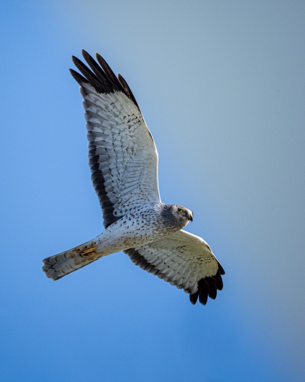 Northern Harrier in Flight  Print