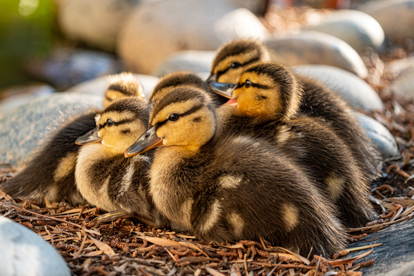 Ducklings Huddling Together  Print