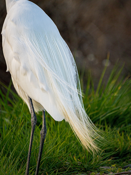 Snowy Egret Silhouette  by David Yoon