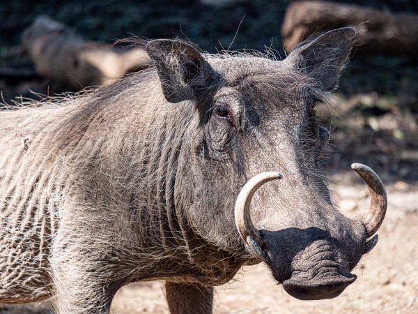 Warthog Close Up by David Yoon
