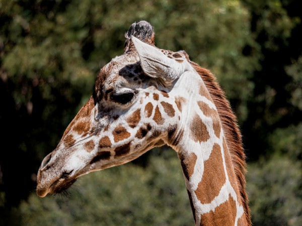 Profile of a Giraffe by David Yoon