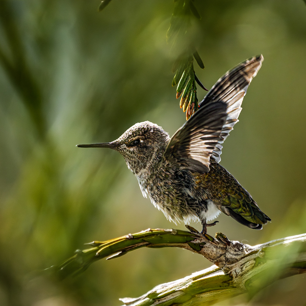 Hummingbird Taking Flight  Print