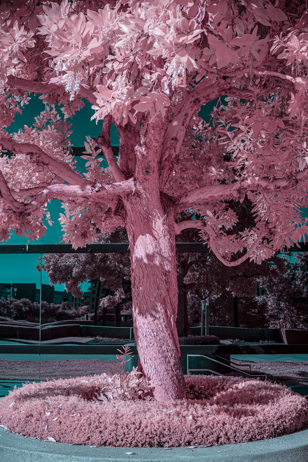 Pink Tree by David Yoon
