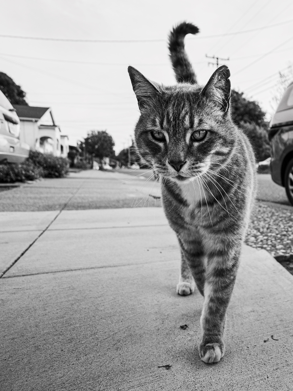 Neighborhood Cat by David Yoon