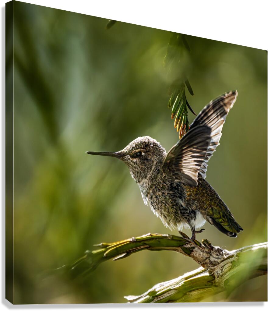 Hummingbird Taking Flight  Canvas Print
