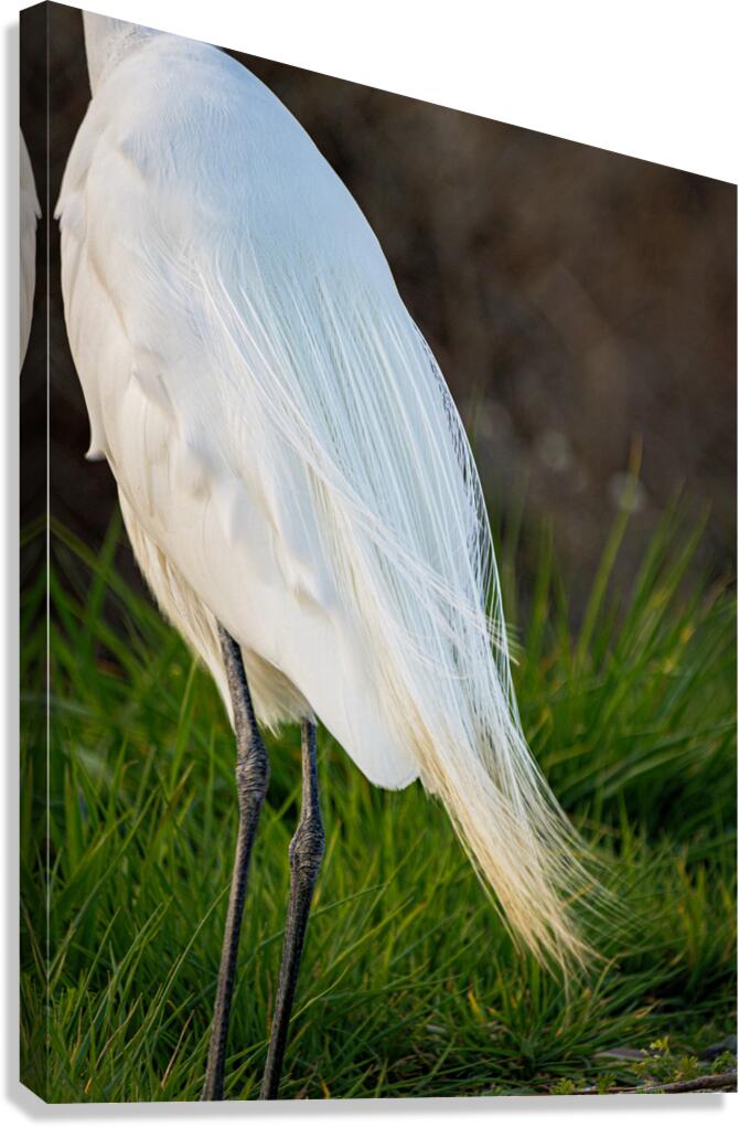 Snowy Egret Silhouette  Canvas Print