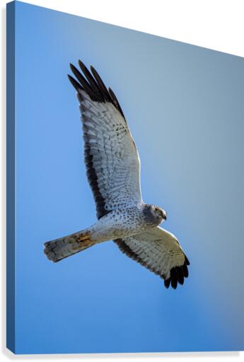 Northern Harrier in Flight  Canvas Print