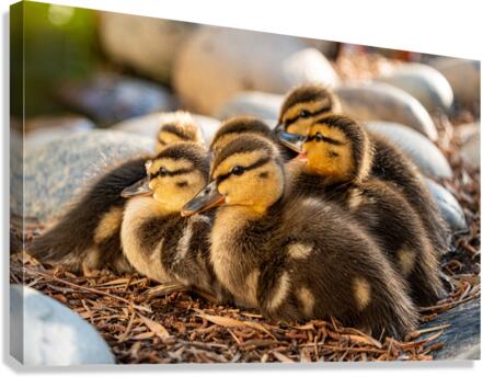Ducklings Huddling Together  Canvas Print