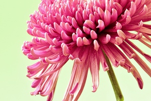 Blushing Chrysanthemum
